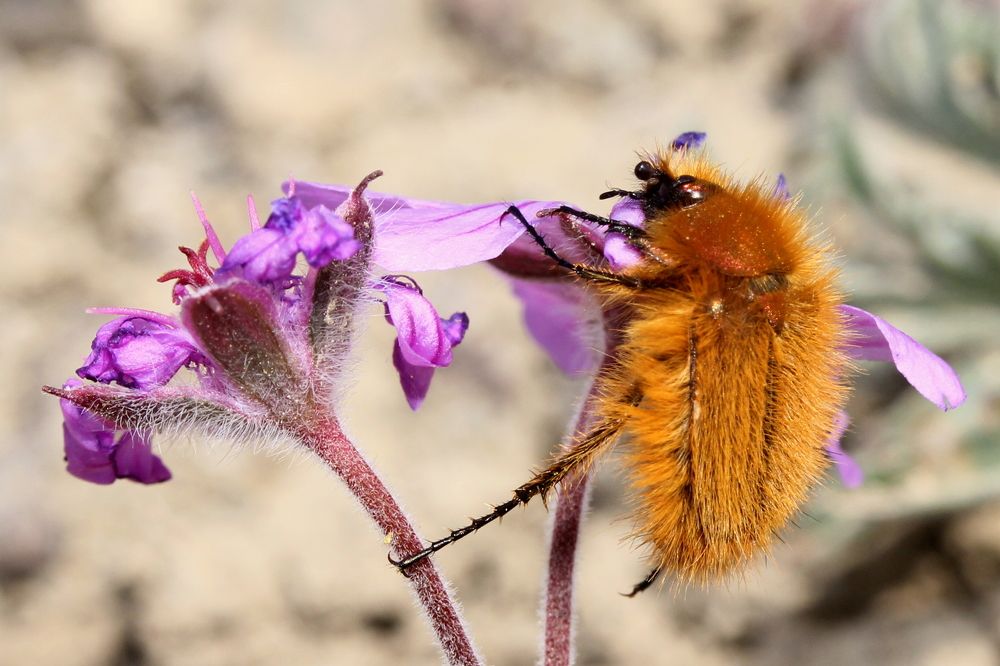 Хрущик лисичка