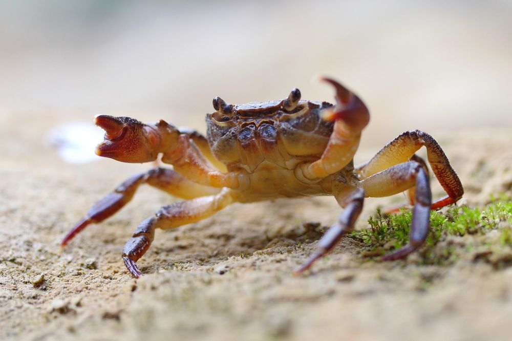 Крымский пресноводный краб