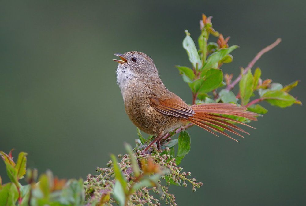 Не могу не петь!