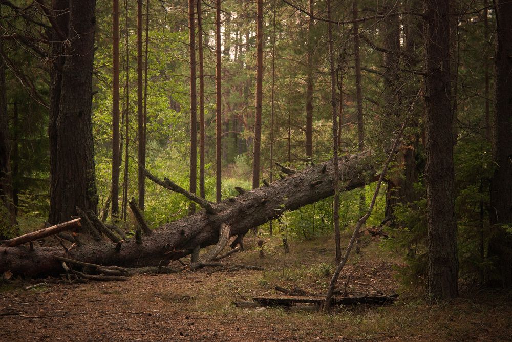 Жаль, что медведи убежали.