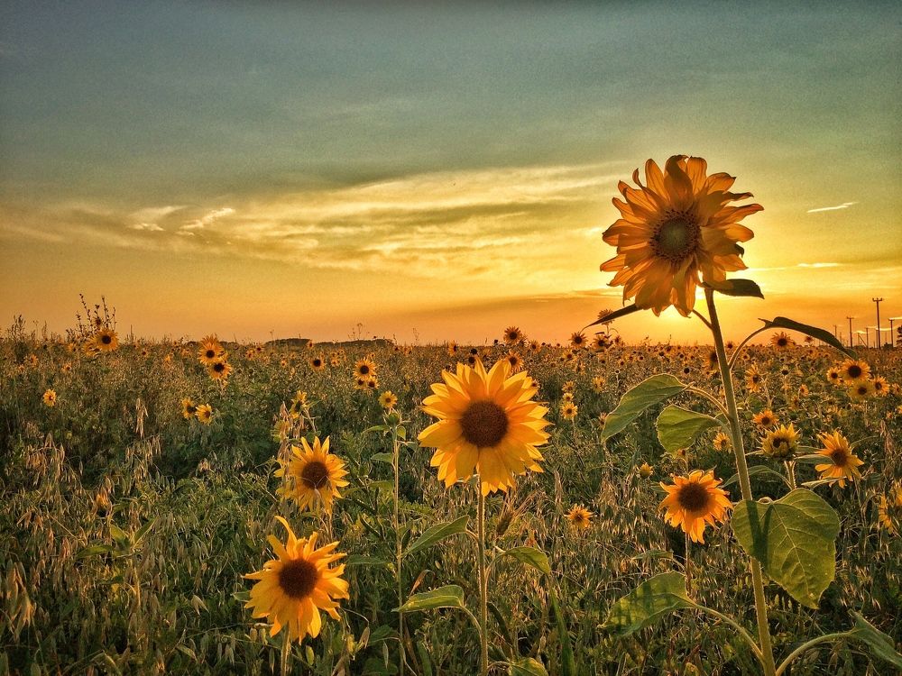 Подсолнухи