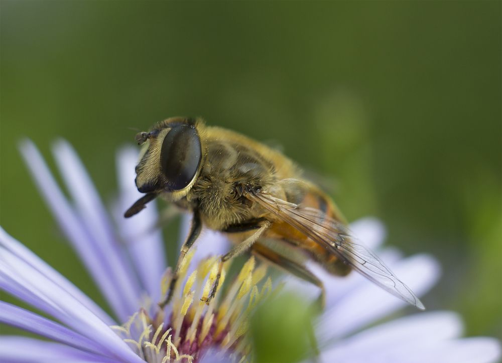 К полёту готов