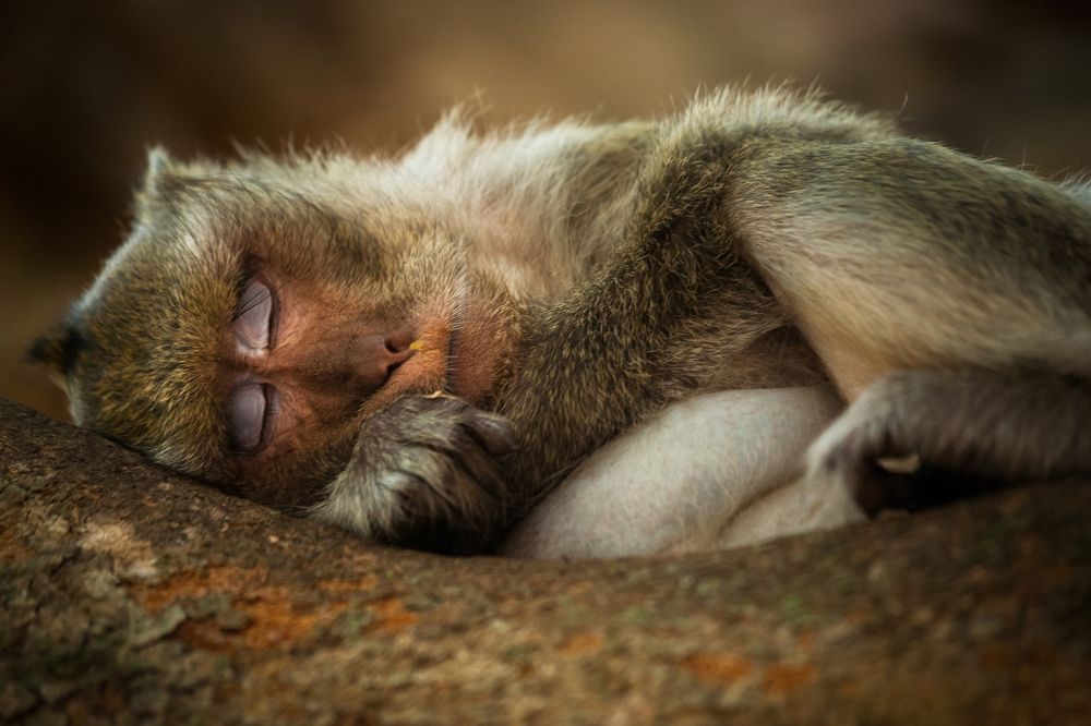Sleeping Monkey