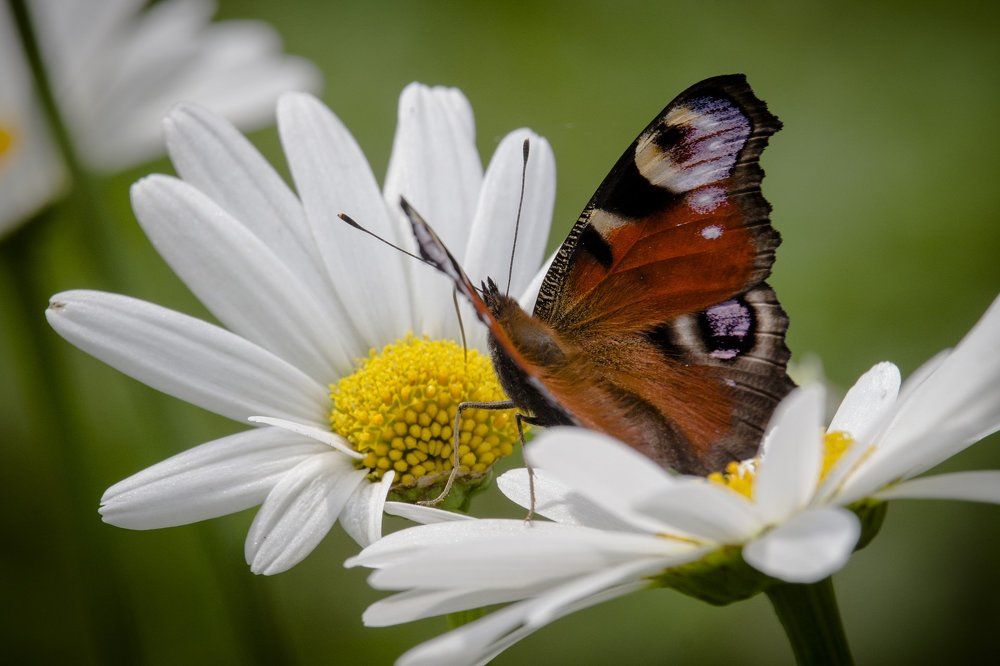 Кафе "Ромашки".