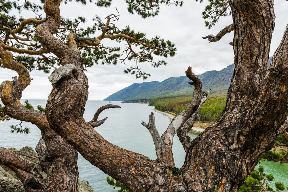 Сосна на берегу Байкала