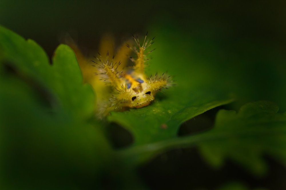 Симпатичная рожица.