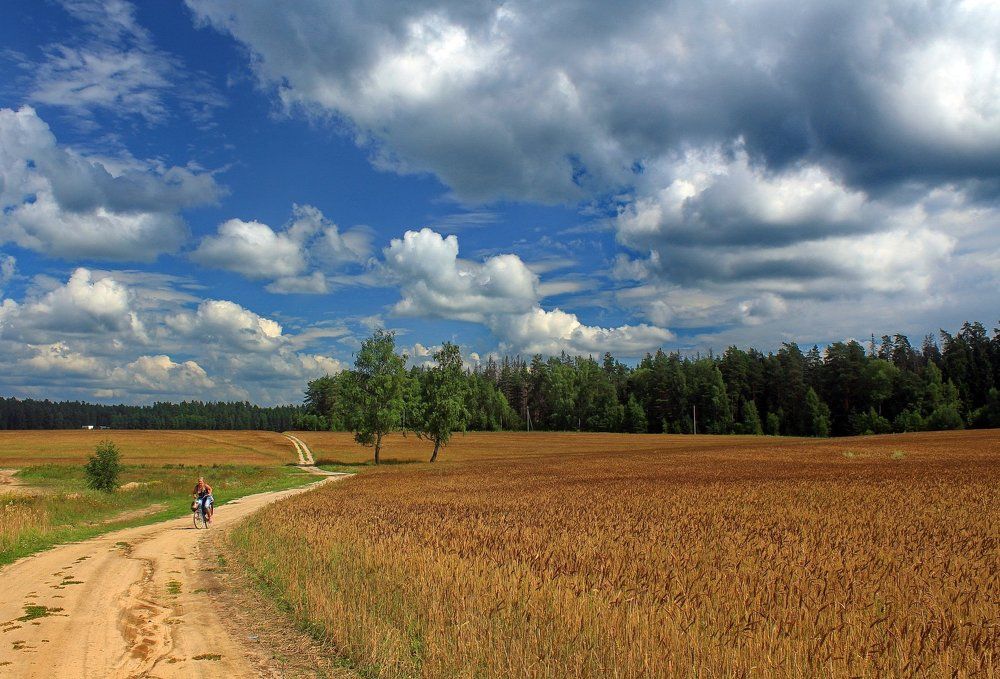 По-дороге, полевой среди колосьев спелой ржи