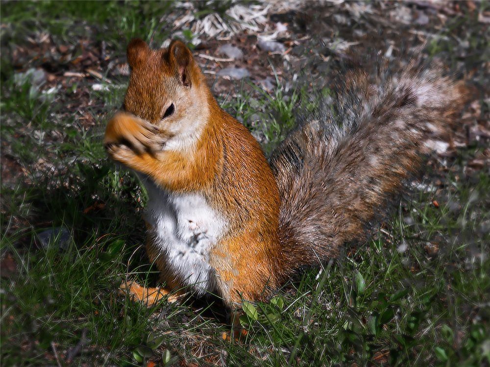 Белочку может обидеть каждый...