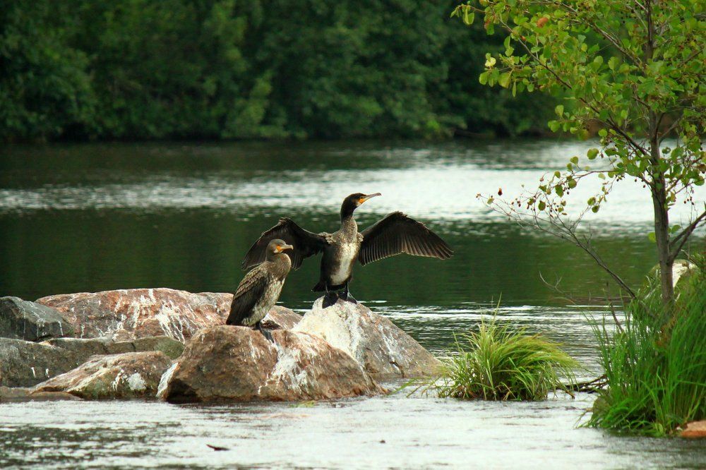 Неожиданные гости. Большой баклан (лат. Phalacrocorax carbo)