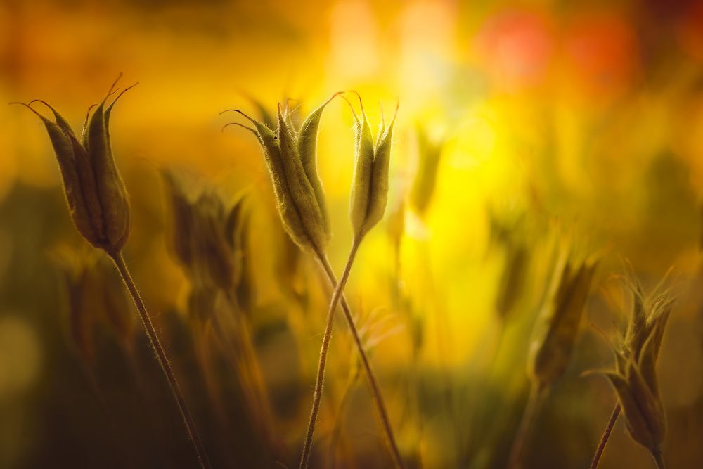 Конец жаркого дня