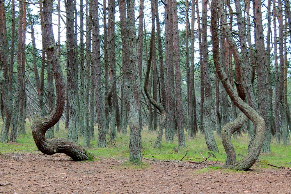 «Танцующий лес»