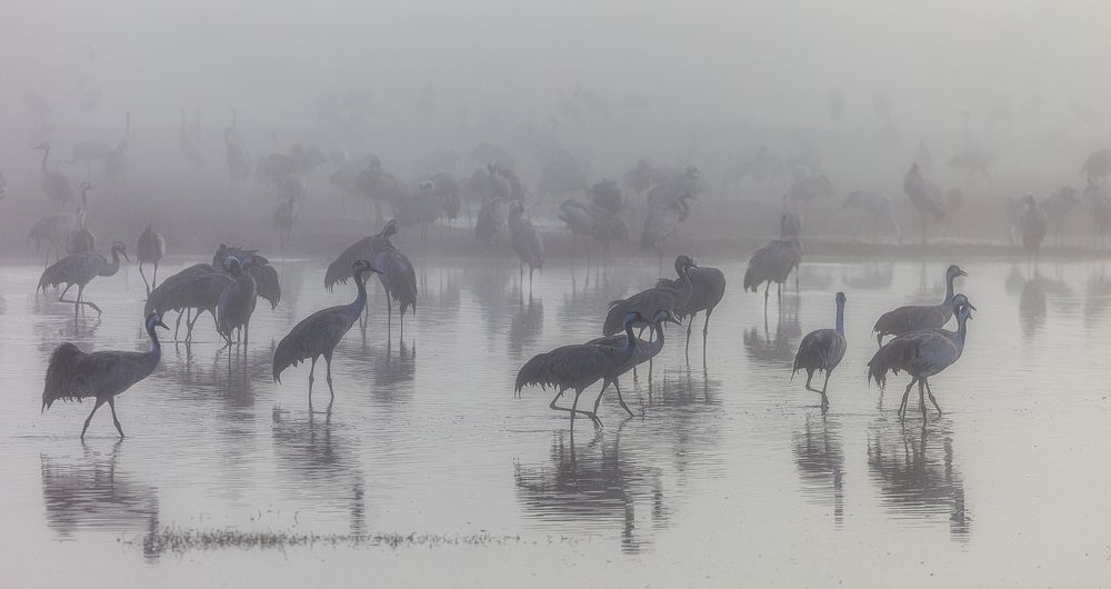 В белом тумане