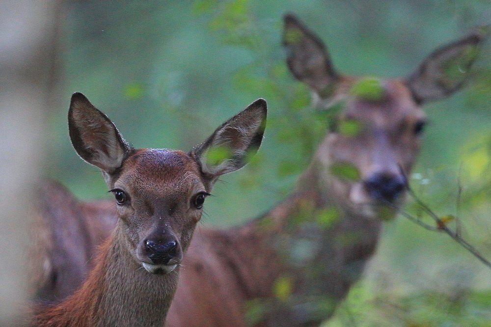 С мамой хорошо...
