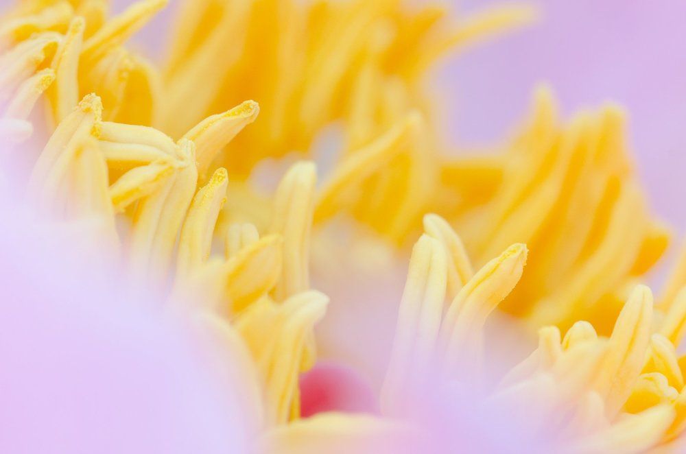 Райский сад