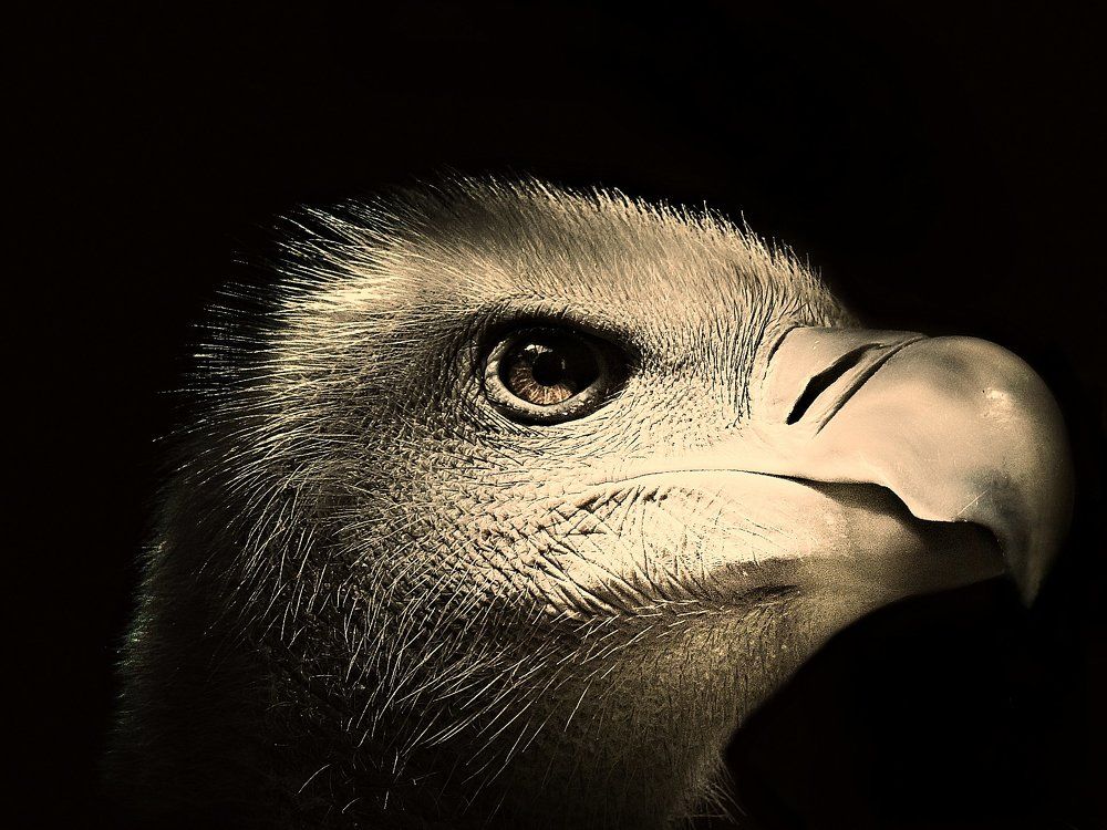 Царский взгляд