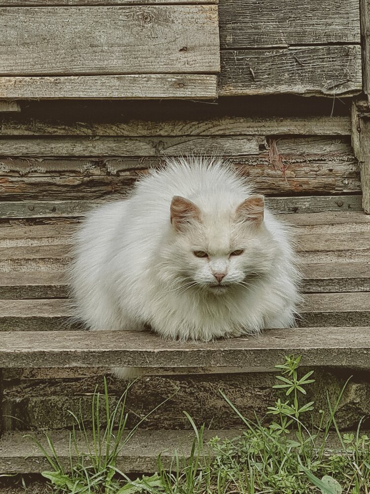 Photograph by Екатерина Народицкая