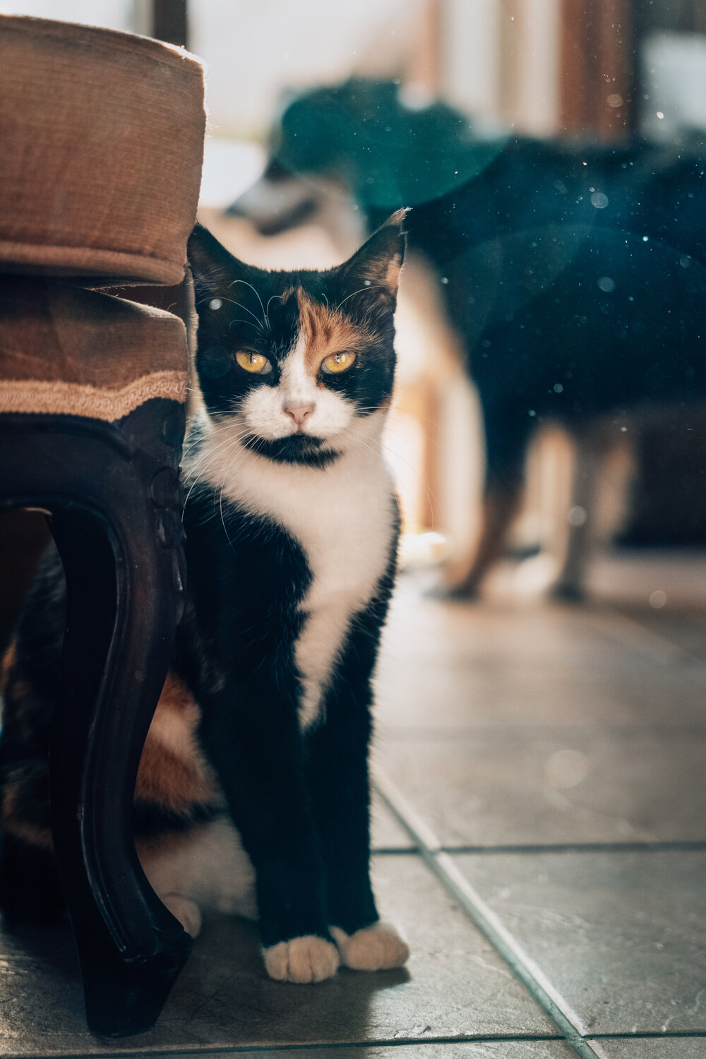 Photo #14050066
