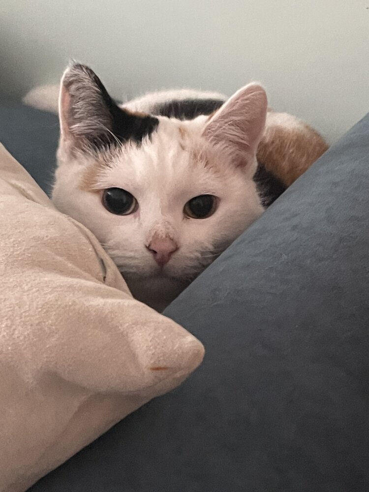 Фотография автора Марина Максимова