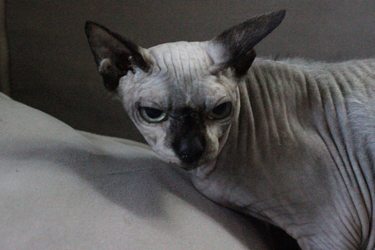 Photo #14050170