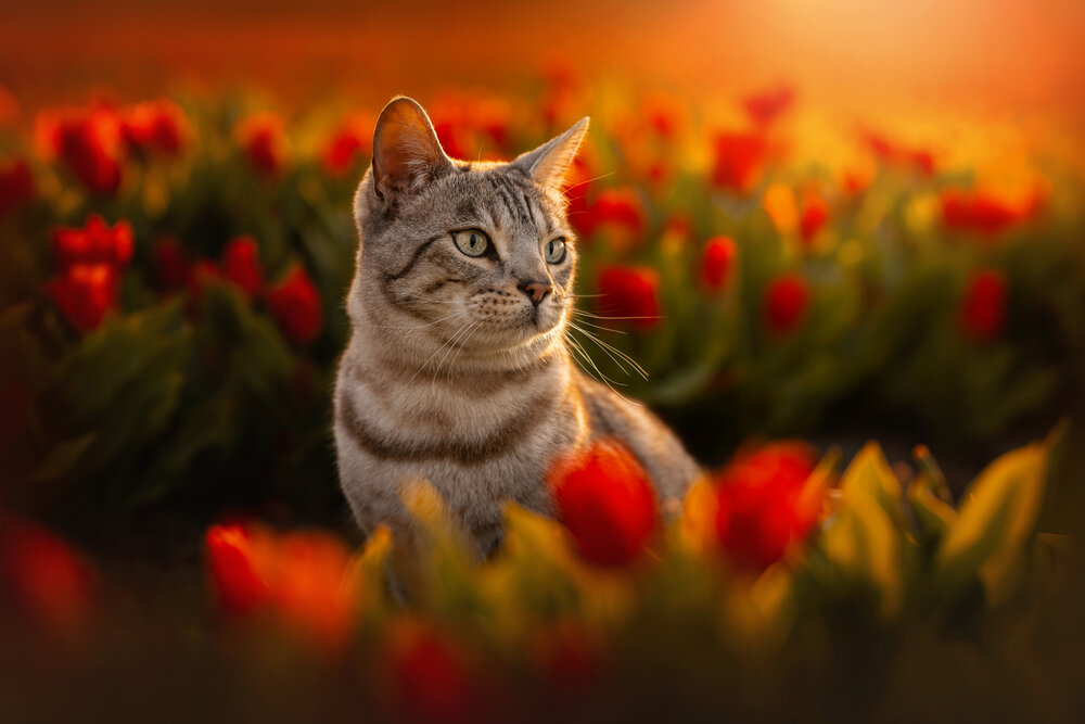 Rode tulpen