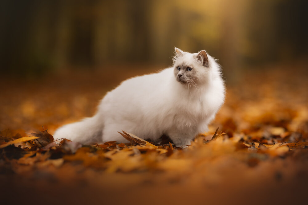 Photograph by Ines Van Doninck