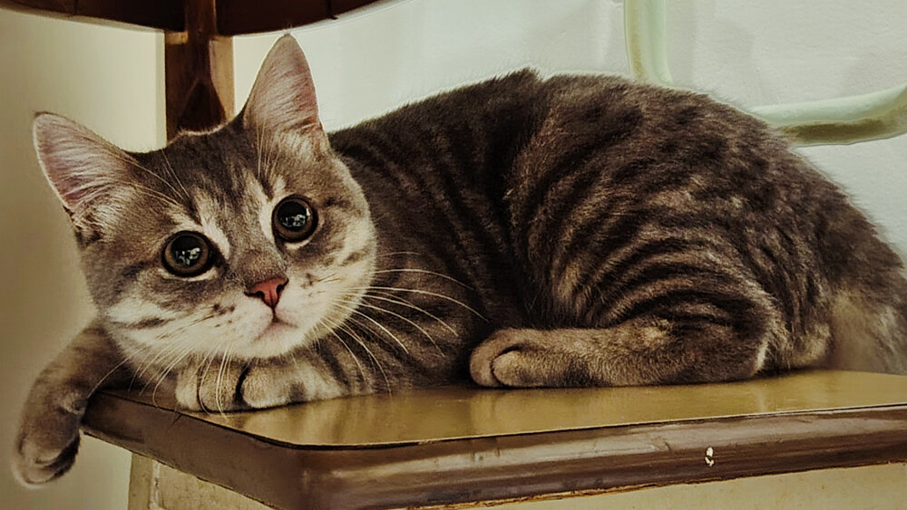 Photo #14050219