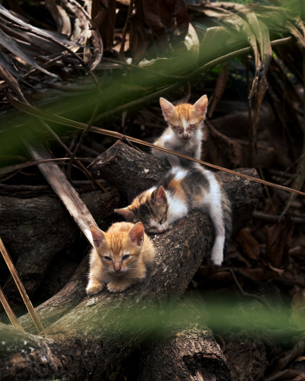 Photo #14050229