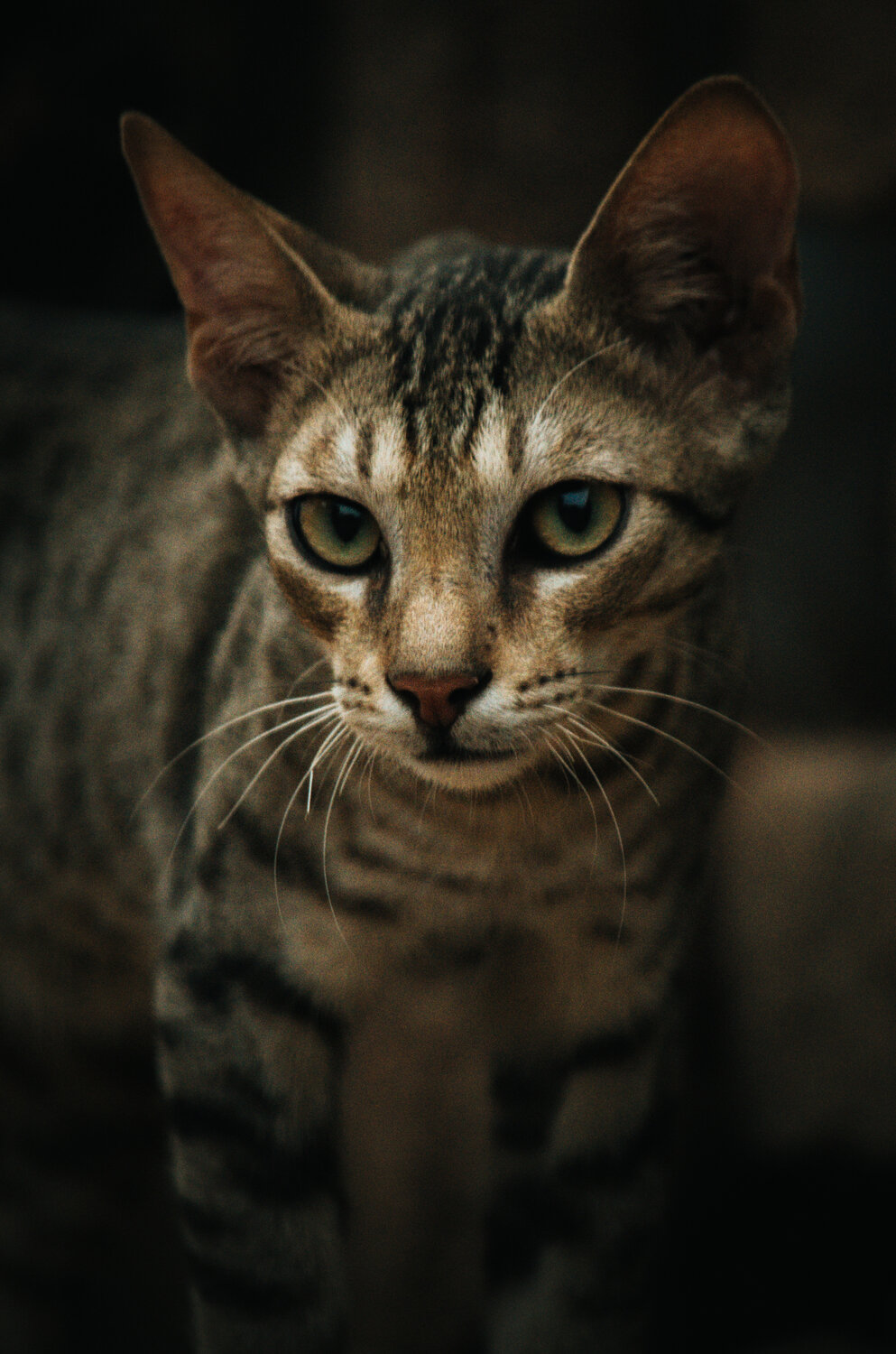 Photo #14050243