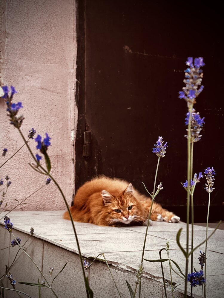 Photograph by Олеся Старицкая