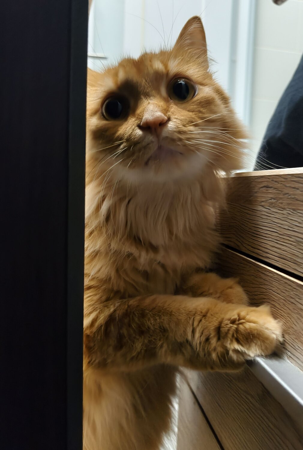 Photo #14050535