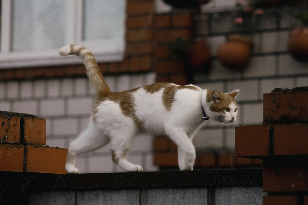Photograph by Анастасия Псарёва