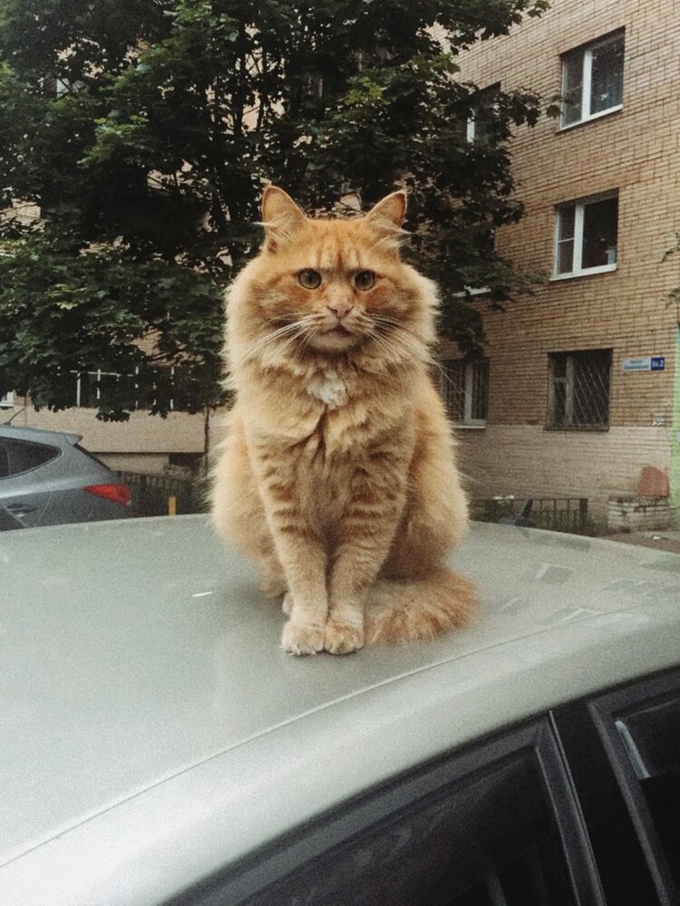 Кот-обормот