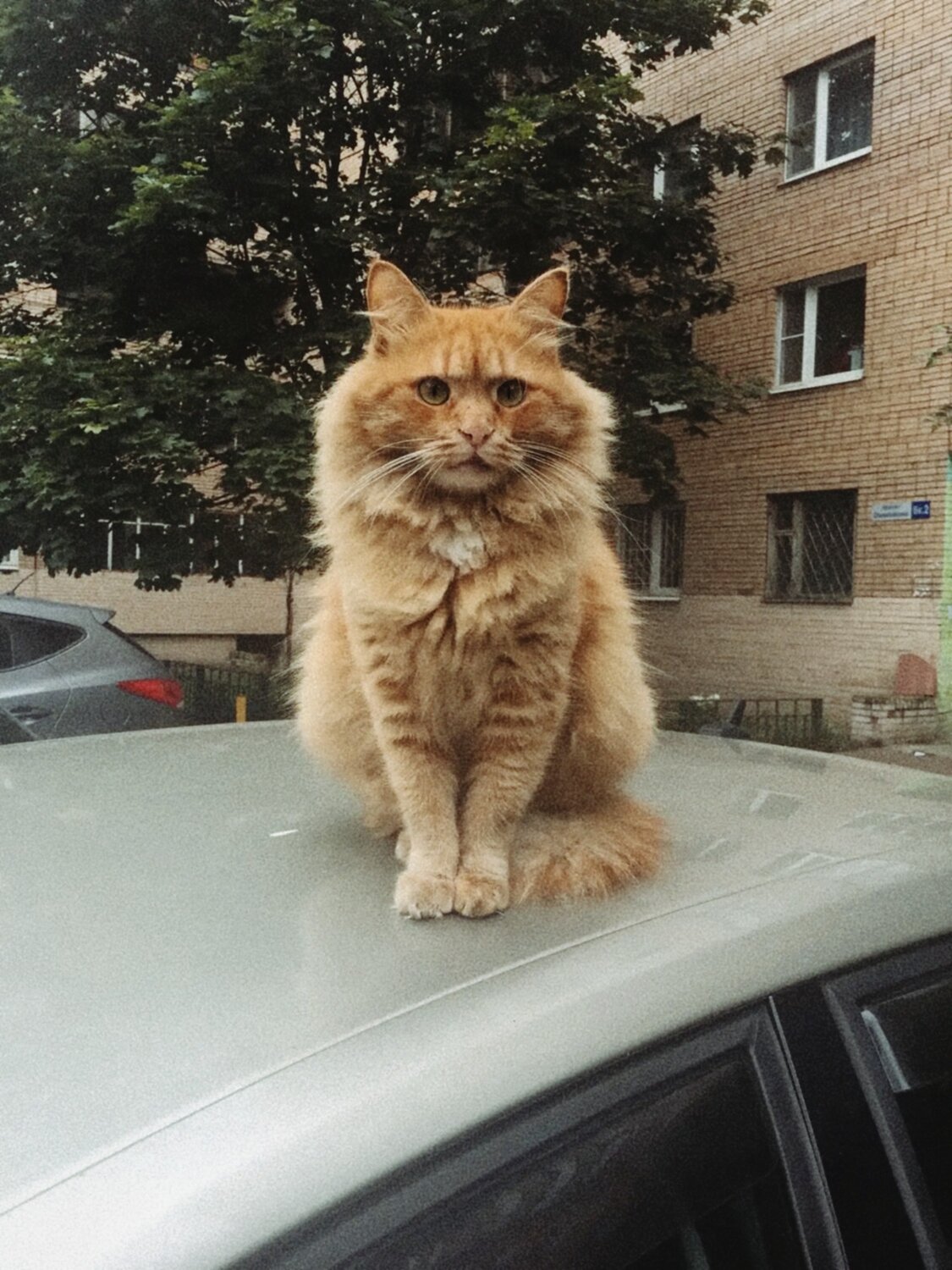 Кот-обормот