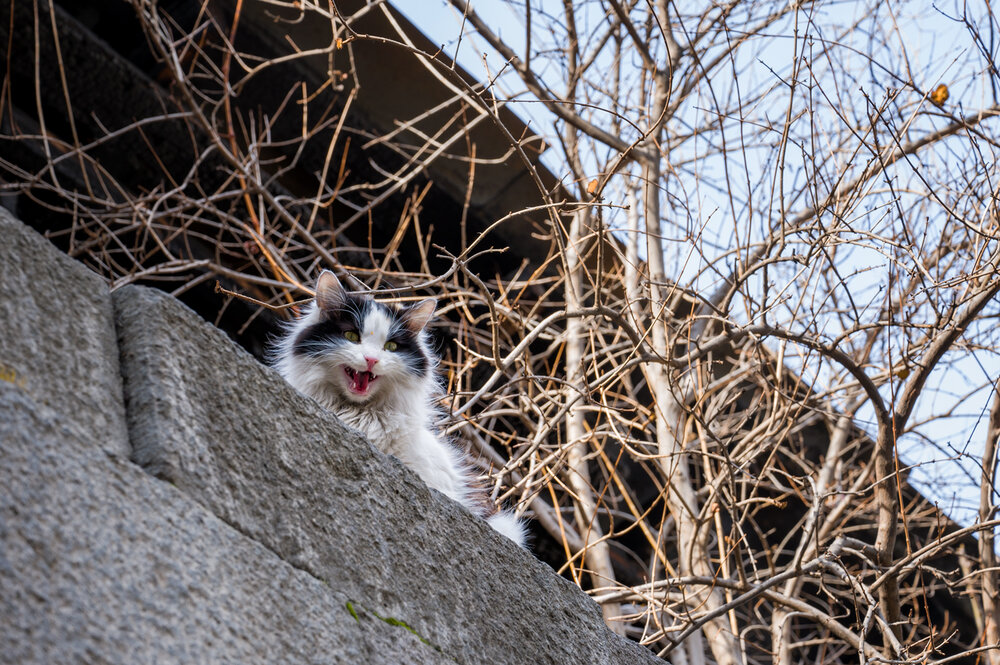 Photograph by Ирина Мошковская