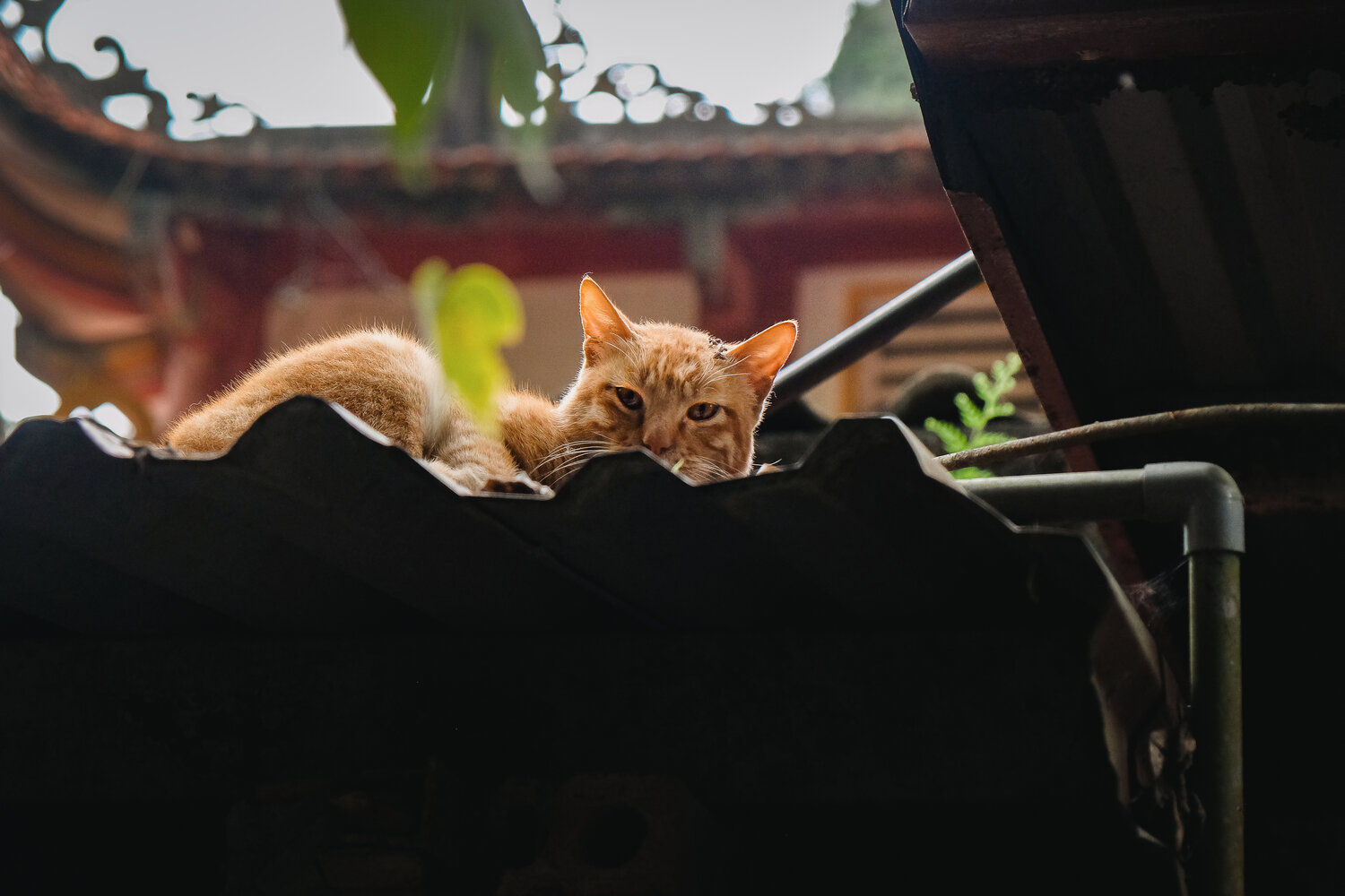 Photo #14050755