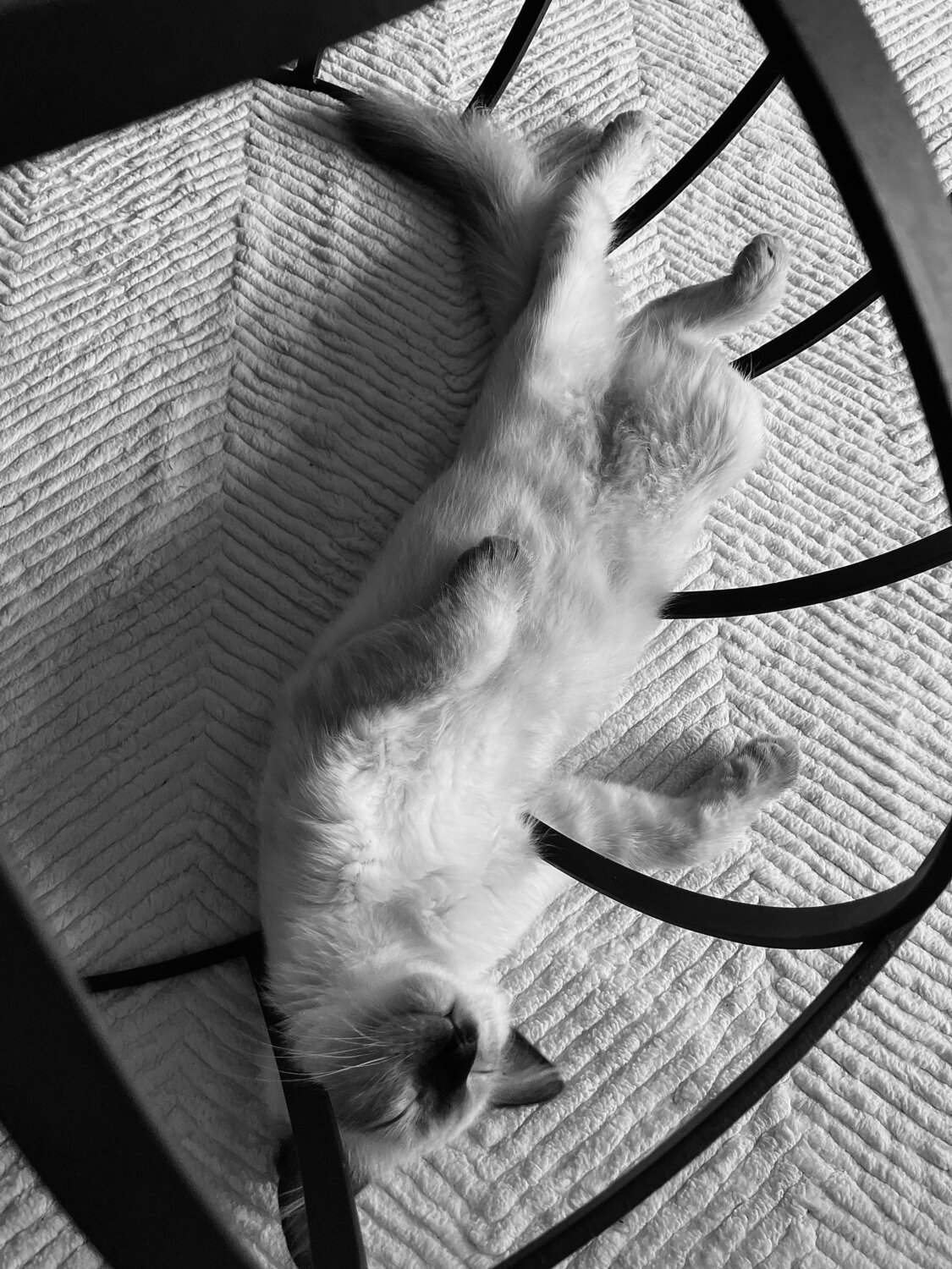 Photo #14050918