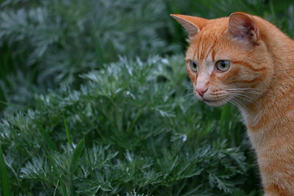 Photograph by Галина Мазур