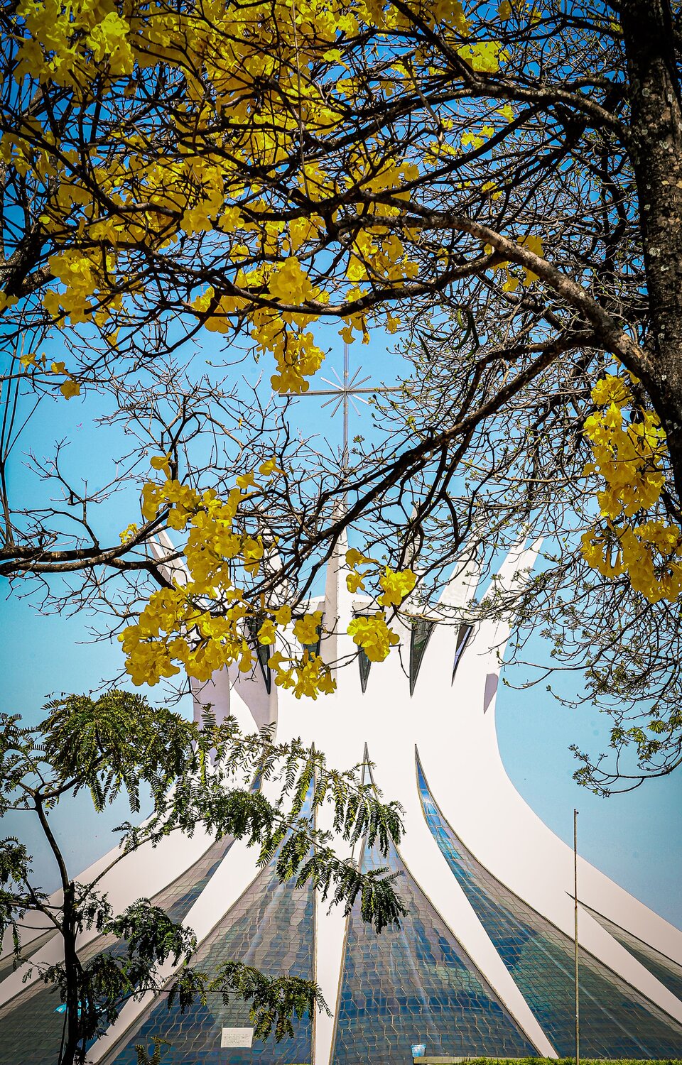 Concrete and Gold: Ipê and Cathedral