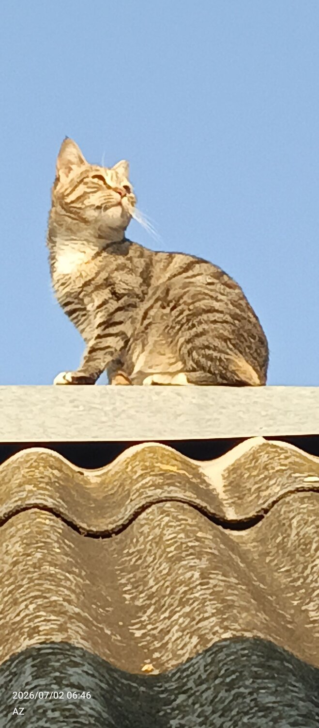 Photo #14051140