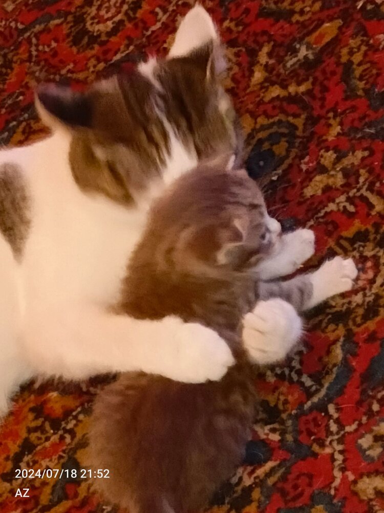 Мама кошка с котенком
