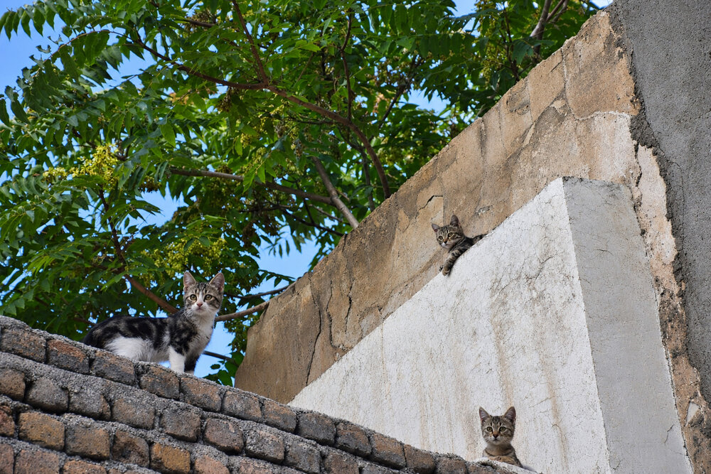 Photograph by Mirmohseni Ghazal
