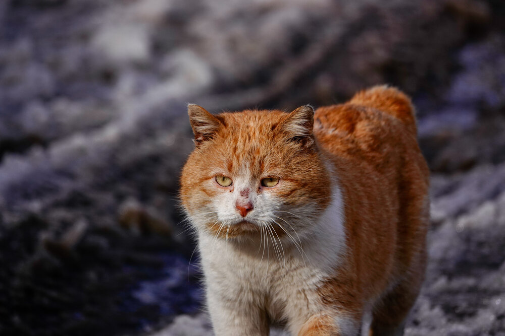 Photograph by Светлана Каравайская