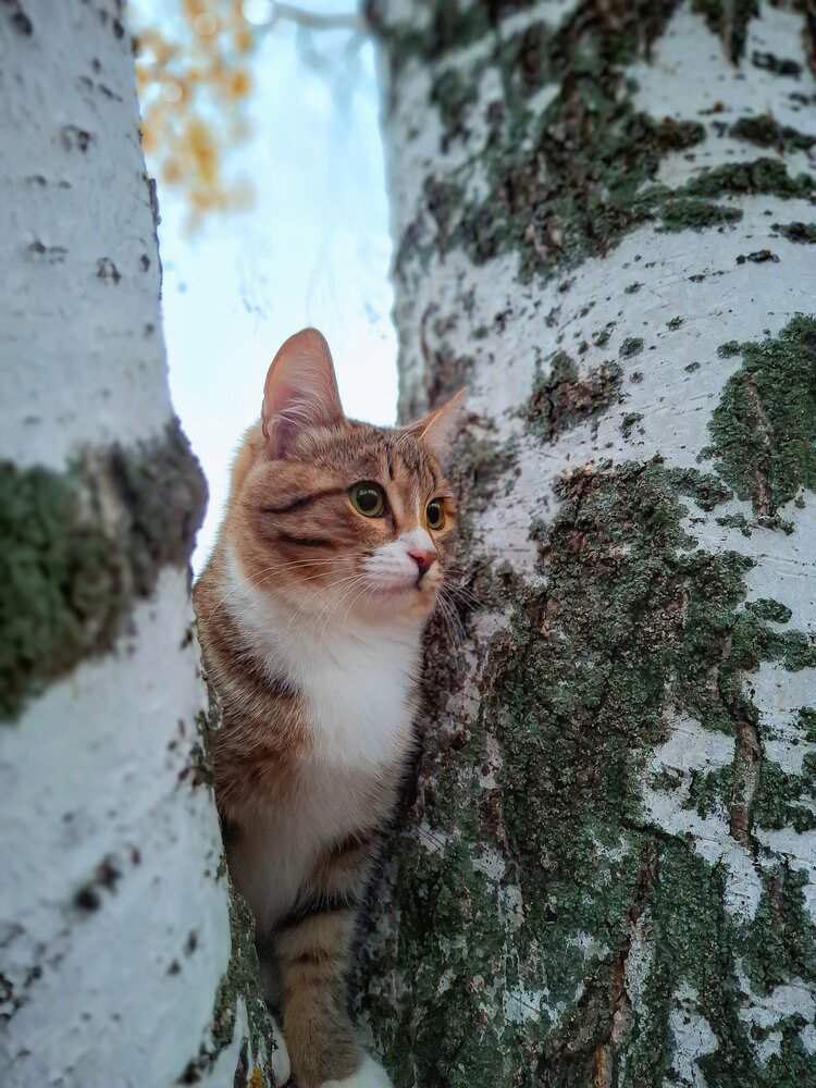 Фотография автора Марина Мальцева