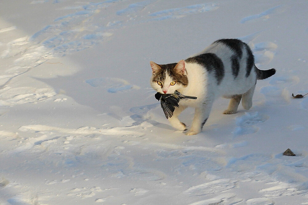 Photograph by Любовь Перевозникова