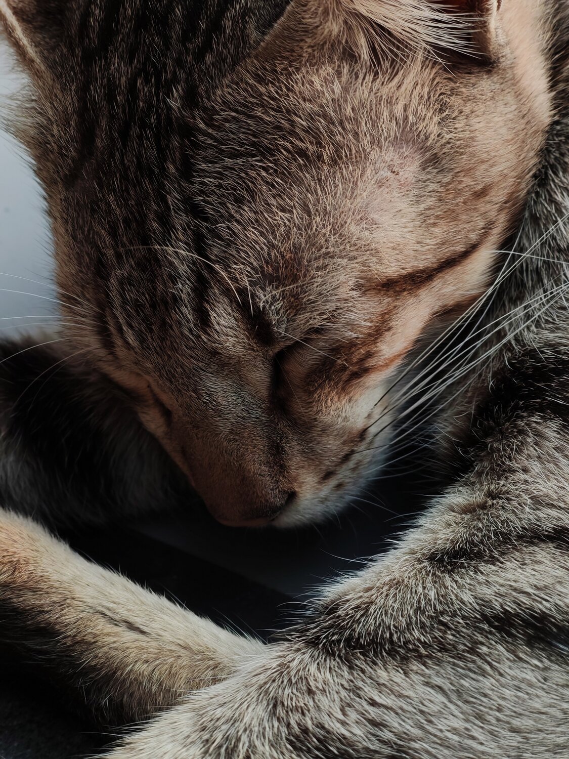 Photo #14051506