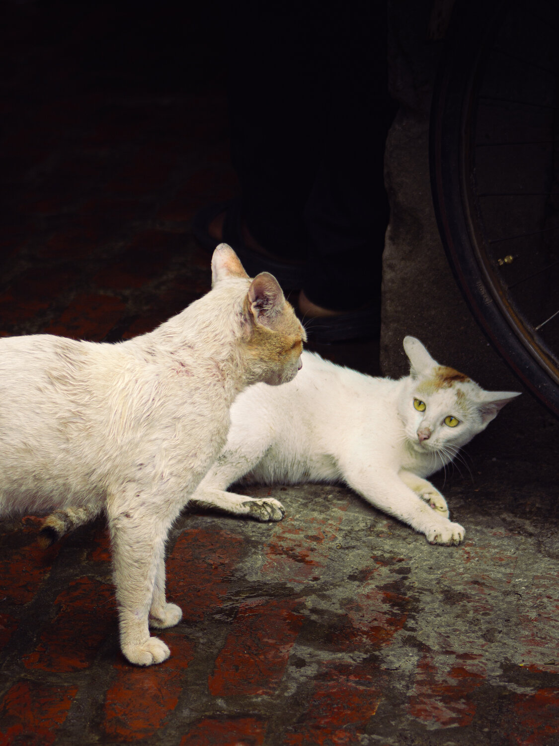 Photo #14051508