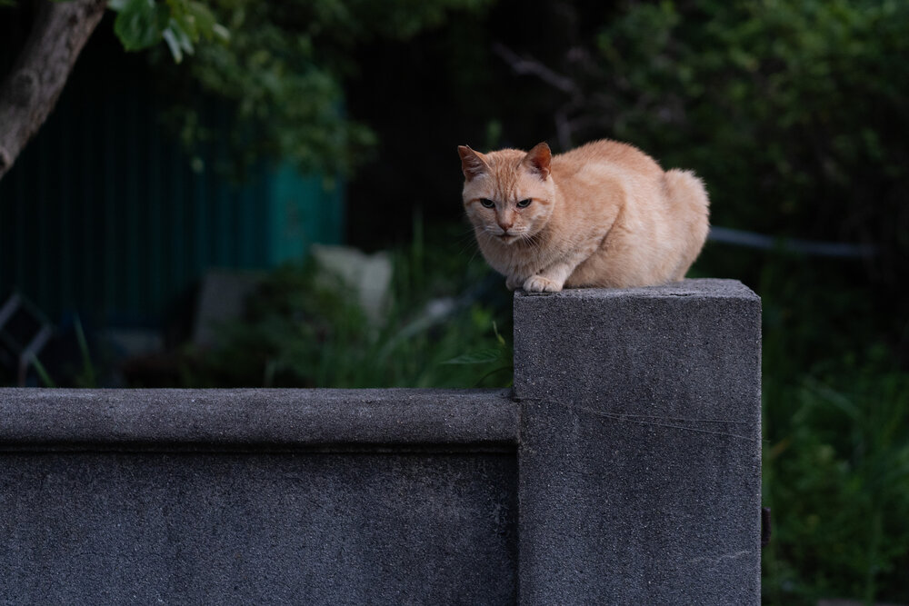 Фотография автора Kuramochi Kunio