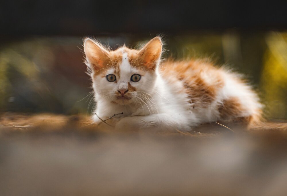 Photograph by Щербак Анатолий