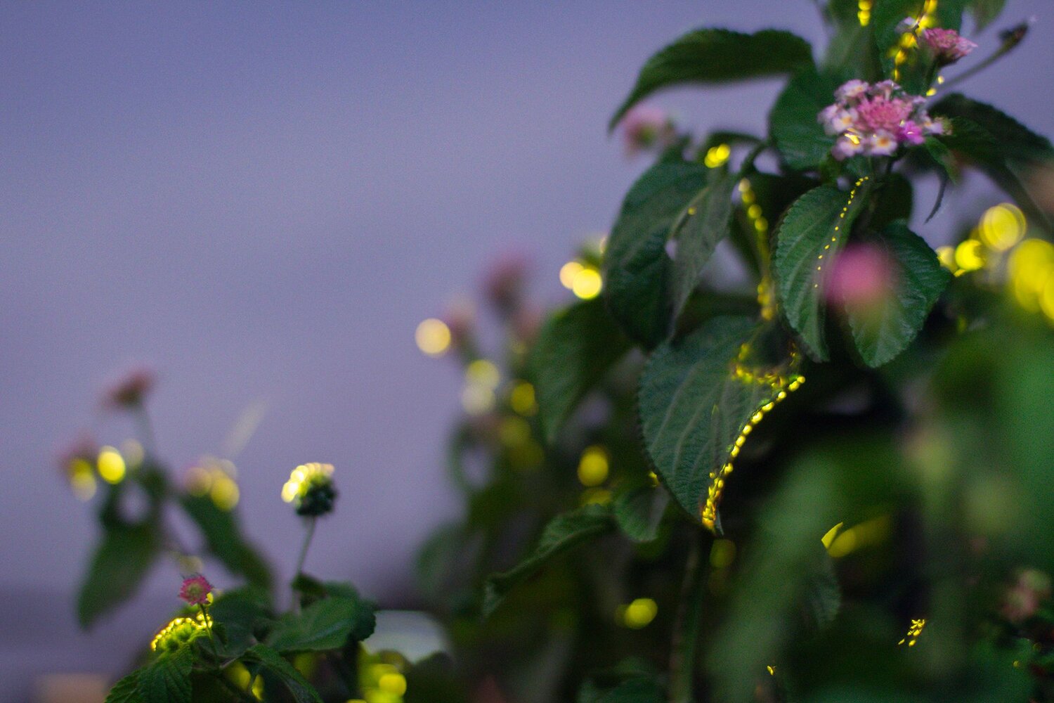 Photo #14051637