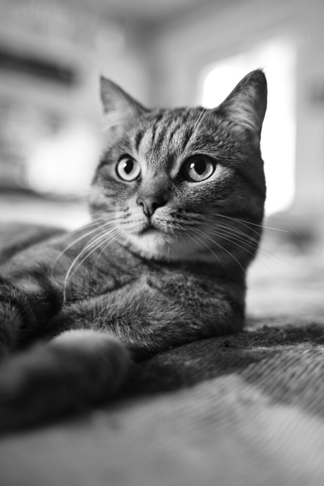 Photograph by G Shish